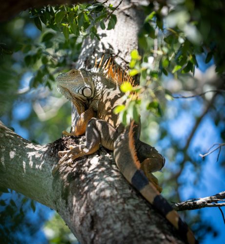 Sat-Soccer-2025-00109